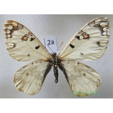 Hypermnestra helios Nickerl, 1846 Uzbekistan2a